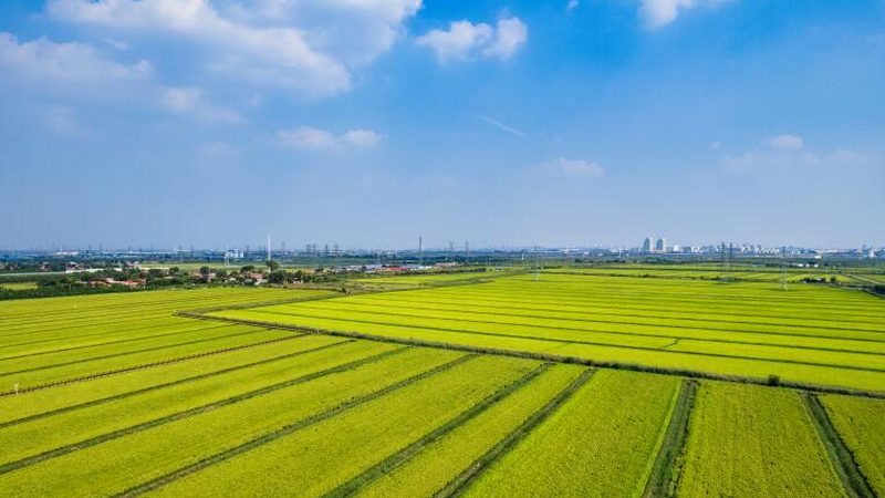 大棚种植成本解析：一亩多少钱的真相**
