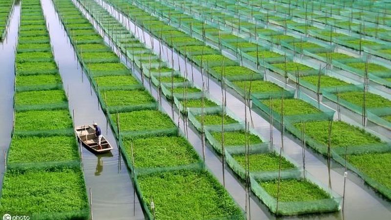 生态农业种植公司排名背后的考量因素