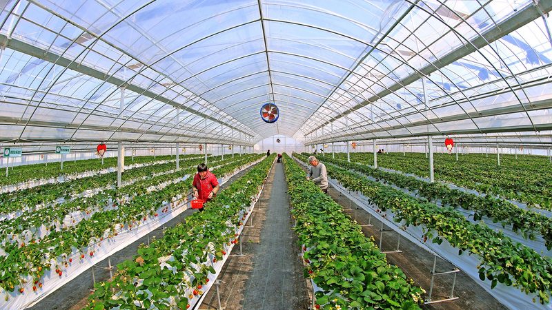 蔬菜配送报价清单：费用明细背后的考量因素**