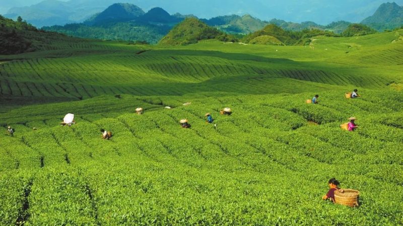 农业产业园农旅融合：设备采购的五大关键考量**
