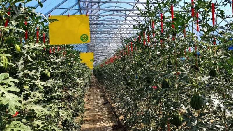 深圳农产品配送公司排名的背后，是行业洗牌的真实信号