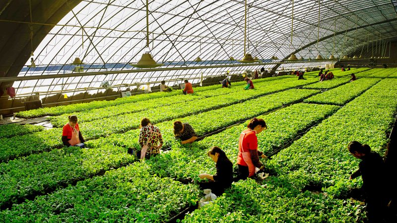 农业种植管理系统：如何选择合适的批发价格**