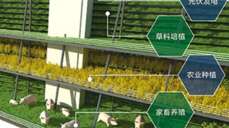 大棚种植技术：批发价格背后的考量因素**
